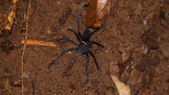 Heteropoda tetrica