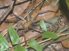 Heteropoda martinae