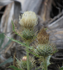 Cirsium cymosum