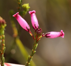 Erica cristata
