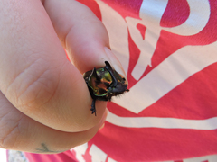 Phanaeus splendidulus