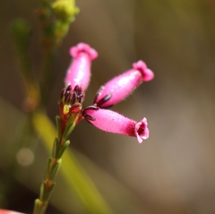 Erica cristata