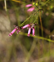 Erica cristata