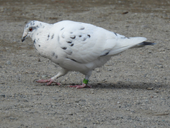 Columba livia domestica