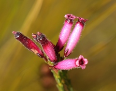 Erica cristata
