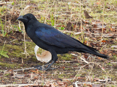 Corvus macrorhynchos