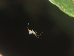 Thwaitesia margaritifera