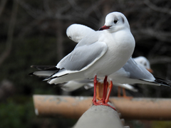 Chroicocephalus ridibundus