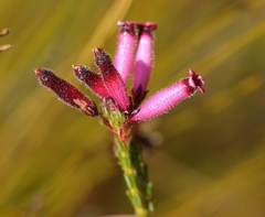 Erica cristata