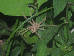 Heteropoda davidbowie