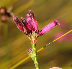 Erica cristata