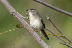 Prinia