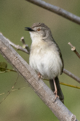 Prinia