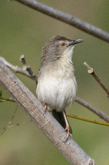 Prinia