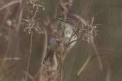 Prinia hodgsonii