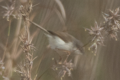 Prinia hodgsonii