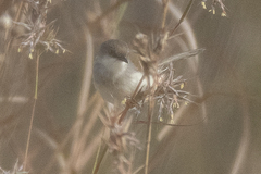 Prinia hodgsonii