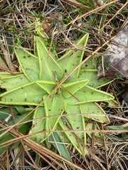 Pinguicula lutea