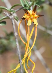 Strophanthus