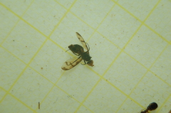 Ulidiidae