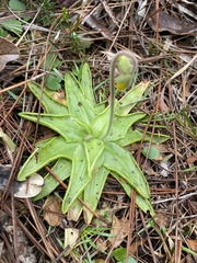 Pinguicula lutea