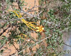 Strophanthus