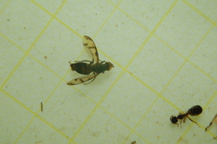 Ulidiidae