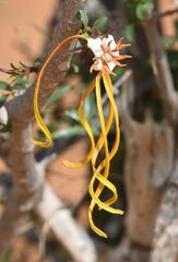 Strophanthus