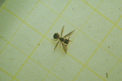 Myrmecina graminicola