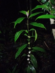 Oldenlandia cristata