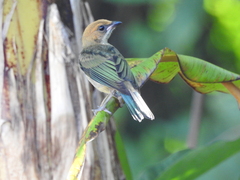 Stilpnia peruviana