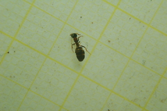 Dolichoderus quadripunctatus