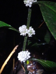 Oldenlandia cristata
