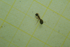 Dolichoderus quadripunctatus