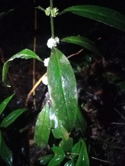 Oldenlandia cristata