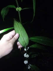 Oldenlandia cristata