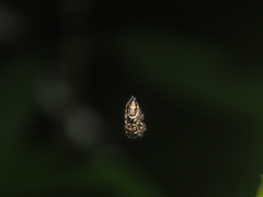 Pancorius dentichelis