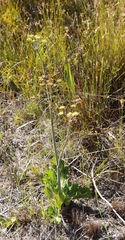 Lichtensteinia lacera