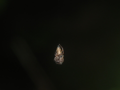 Pancorius dentichelis