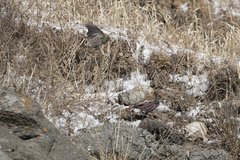 Leucosticte arctoa