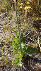 Lichtensteinia lacera