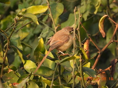 Prinia inornata