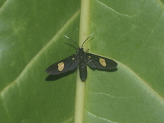 Trichaetoides apicalis