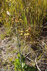 Lichtensteinia lacera