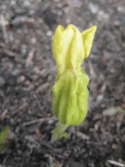 Pseudomelasma pedicularioides