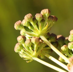 Lichtensteinia lacera