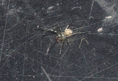 Leucauge