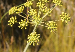 Lichtensteinia lacera