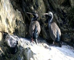 Phalacrocorax punctatus