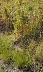 Lichtensteinia lacera